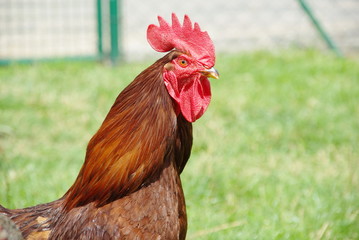 Geflügel
