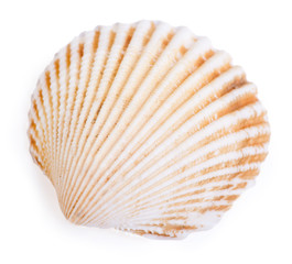 Shell isolated on the white background
