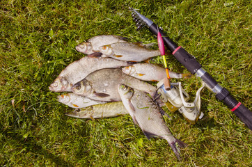 Freshly caught fishes.
