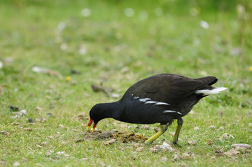 Teichhuhn