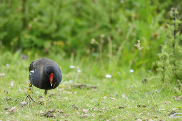 Teichhuhn