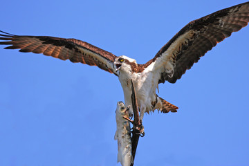 Osprey