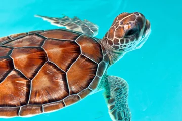 Foto op geborsteld aluminium Schildpad Babyschildpad in het water