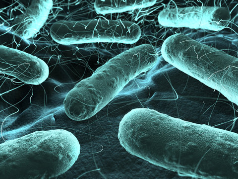 Bacteria seen under a  scanning microscope