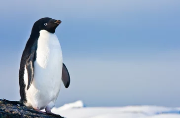 Fototapete Antarktis Schwarz-Weiß-Pinguin