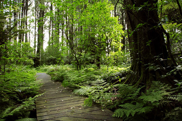 Obraz premium Forest