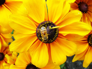 Honey Bee On Yellow Flower