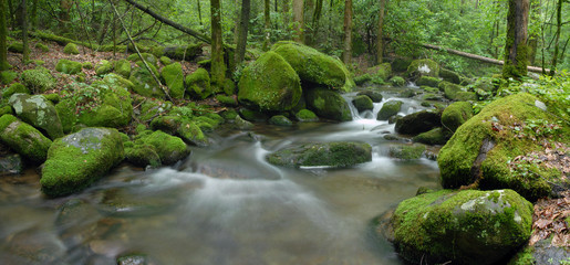 Fototapeta na wymiar Strumień las z omszałych skał