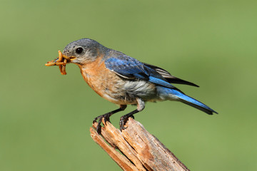 Eastern Bluebird