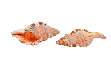 Empty seashell of marine mollusc rapana venosa (thomassiana)