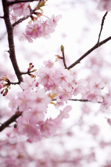 河津桜