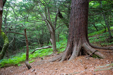 Korean pine on the island of Petrova. Russia.