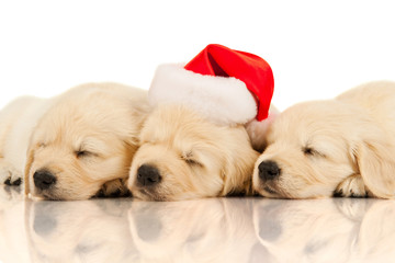 retriever puppy in a Santa Claus hat