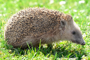 hedgehog © vencav