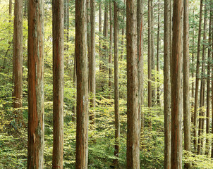 秋の木曽ヒノキ林