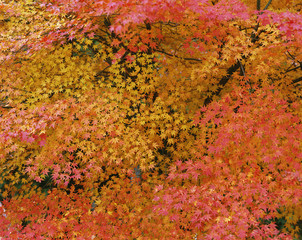 もみじの紅葉