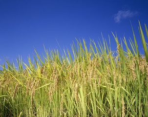 実る稲穂