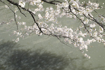 桜の川面