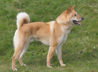 KOREA JINDO