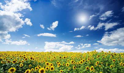 Fine summer field of sunflowers and sun in the blue sky.