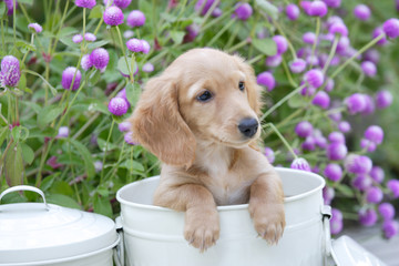 白い缶の中の仔犬と千日紅 © paylessimages