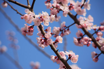 あんずの花