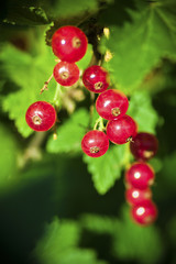 Red currant berries. Soft focus.