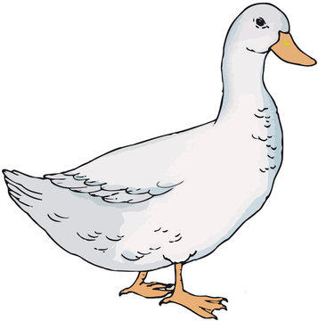 oca