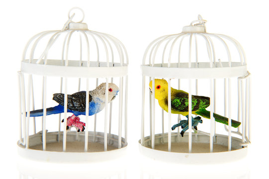 Miniature parrots in cages