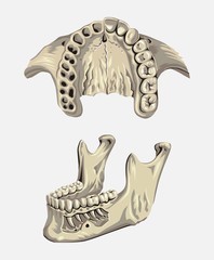 jaws and teeth