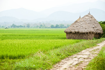 Fototapeta na wymiar straw near rice field Thailand.