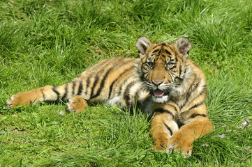 Siberian Tiger Cub