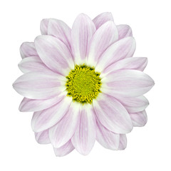 Single Pink and White Dahlia Flower Isolated