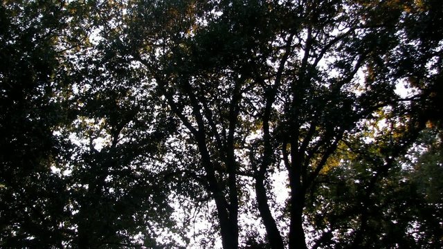 Forest_dusk