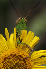 Criquet à la marguerite
