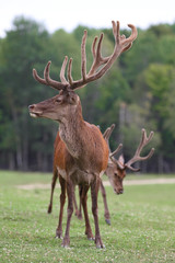 Deer