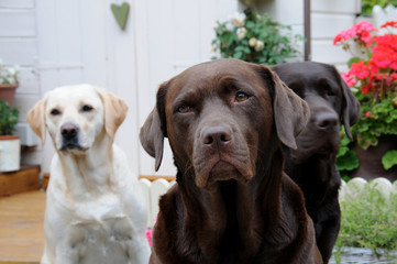 three labradors