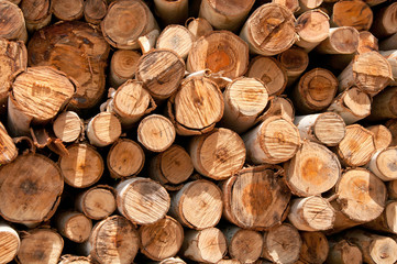 eucalyptus wood log stack