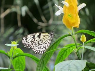 papillon