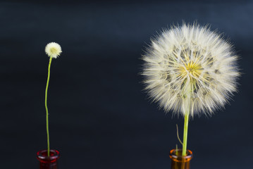 smol end large dandelions on the black background