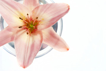 pink lily detail in bowl top view