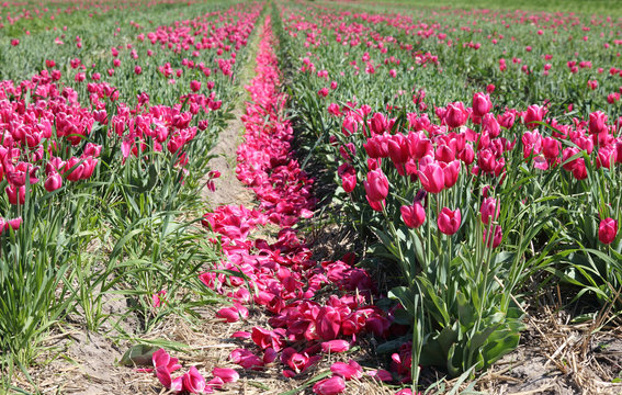 A field of beautiful pink tulips