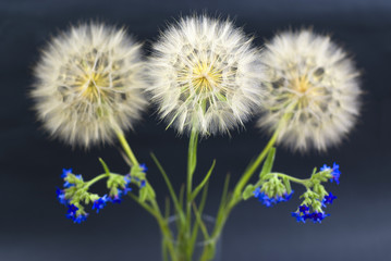 dandelions with blue wildflowers on the black background