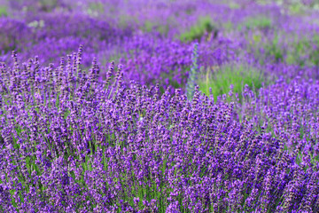 Color lavender field
