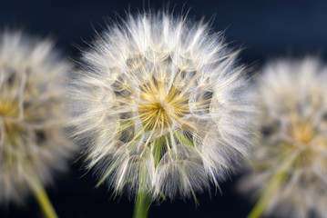 beautiful dandelions on the black background