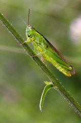 Criquet posé