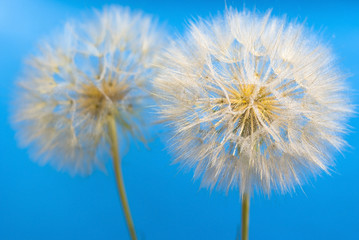 dandelions on the blue background