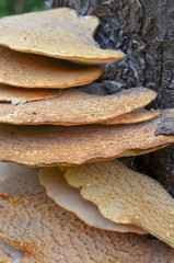 Fistulina hepatica, bracket fungus on tree trunk