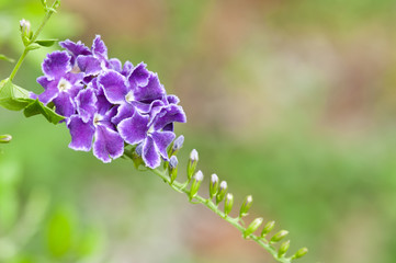 close up of violet flower