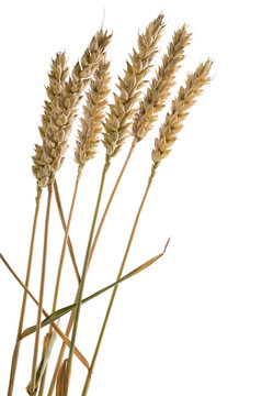 Weizen&auml;hren mit Halmen